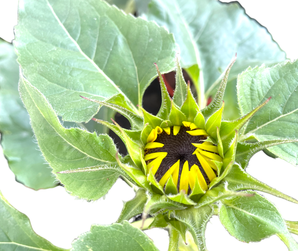 Helianthus annuus L., Sunflower (0.4mH)