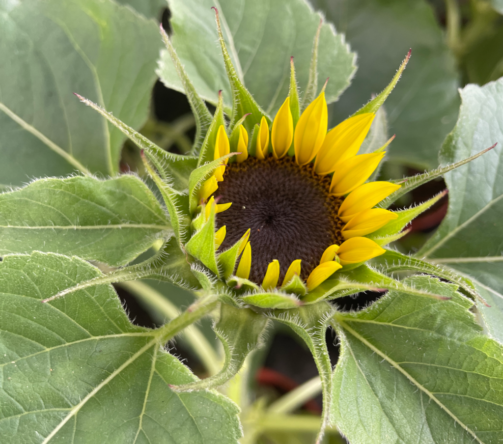 Helianthus annuus L., Sunflower (0.4mH)