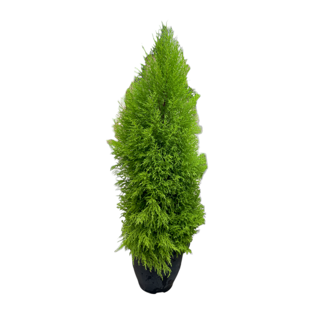 Cupressus Macrocarpa 'Gold Crest' (1.1m)