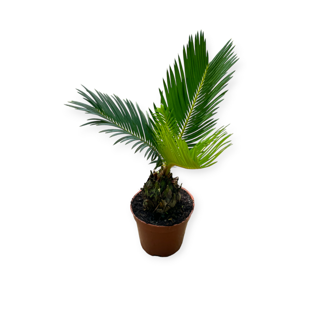 Cycas revoluta, Sago Palm (Mini) (0.25m)