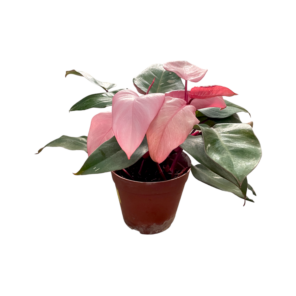 Philodendron Pink Princess (0.25m)