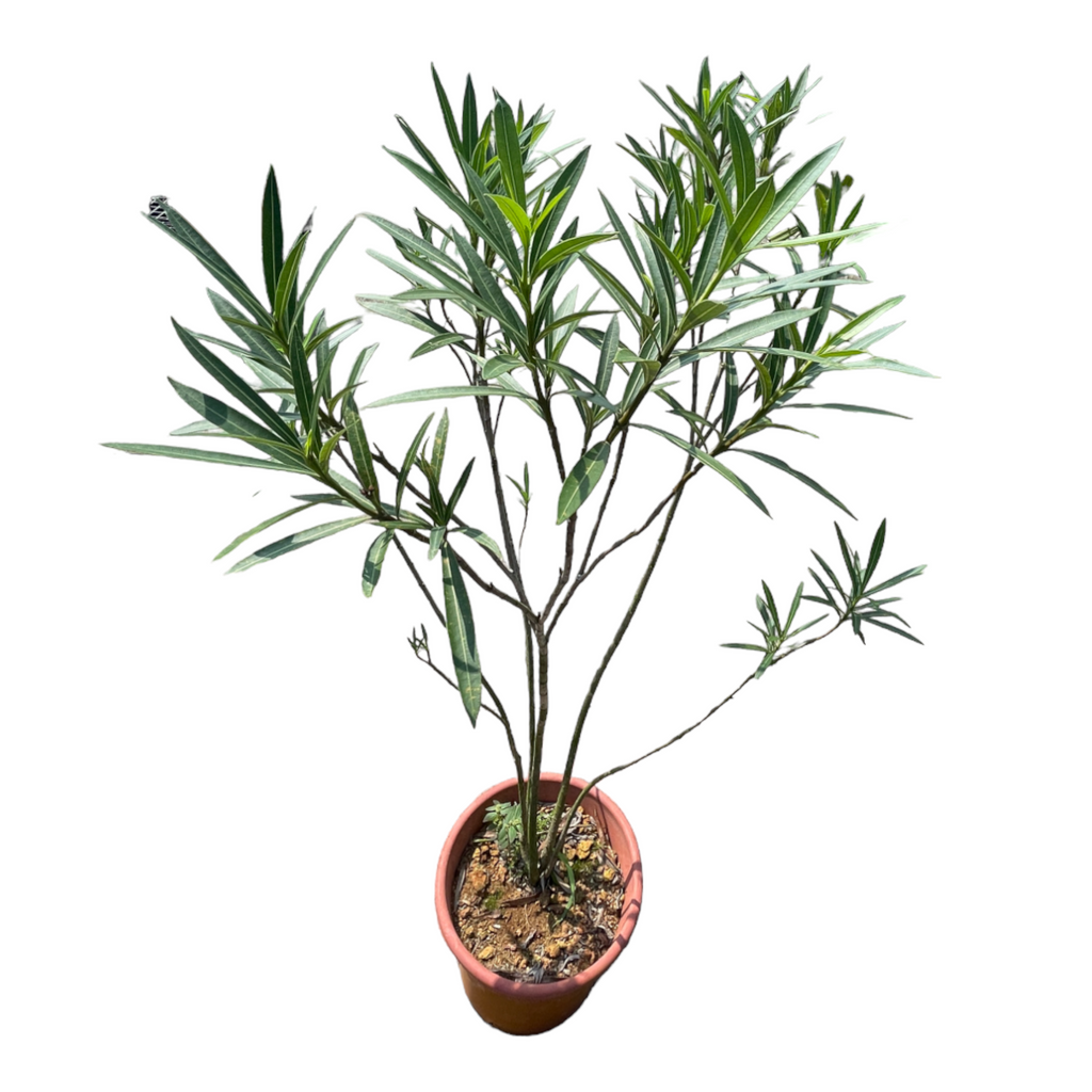 Nerium oleander, Rose Bay (1.4m)