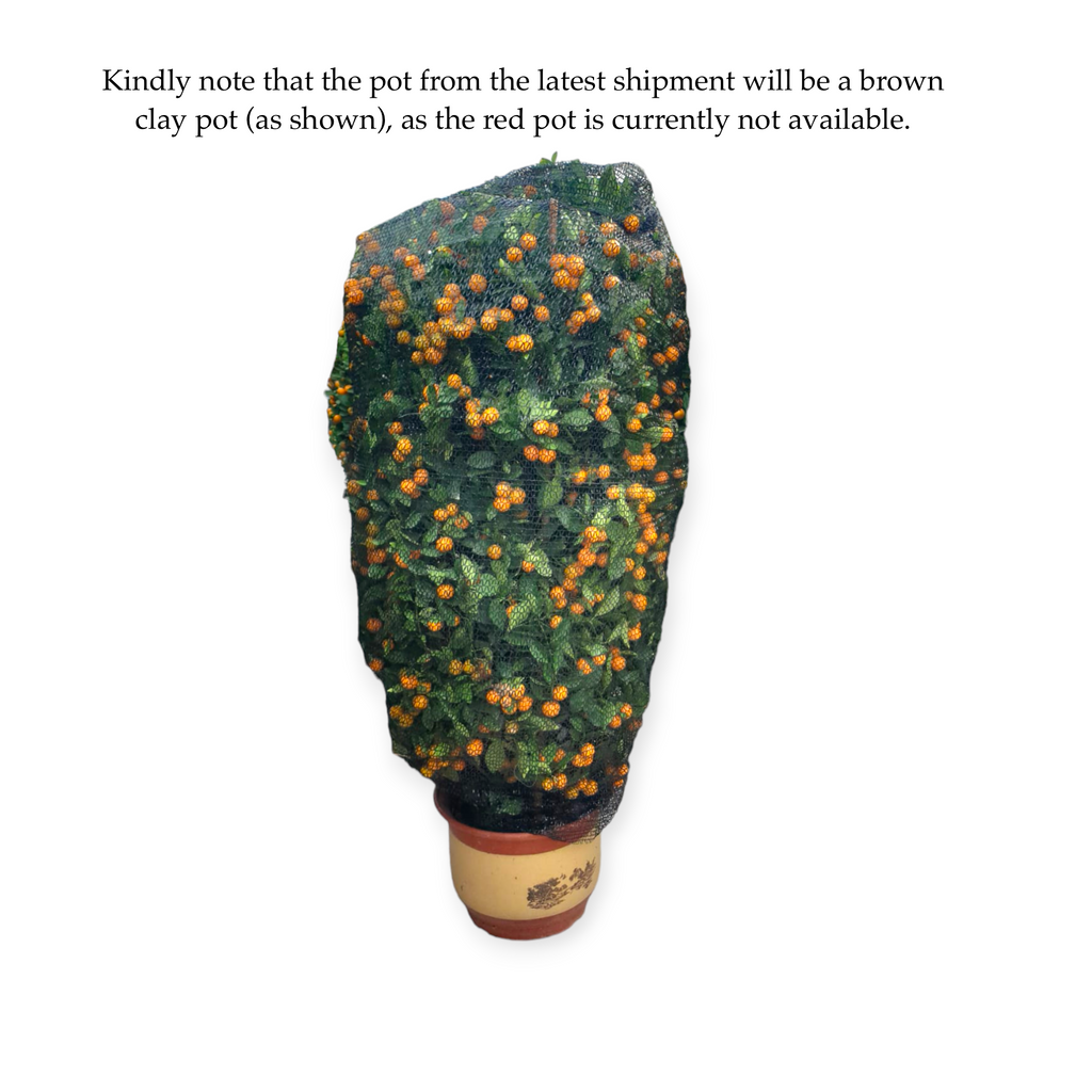 [PRE-ORDER] Four Season Lime 四季桔 in 14 Inch Pot (1.6m)