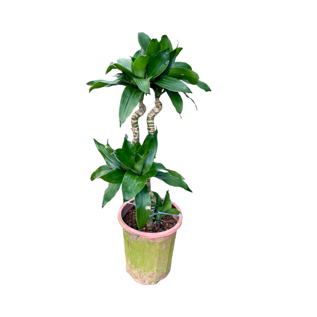 Dracaena compacta, Lotus Bamboo Bonsai 荷花竹 (0.95m)