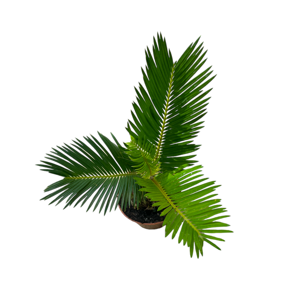 Cycas revoluta, Sago Palm (Mini) (0.25m)