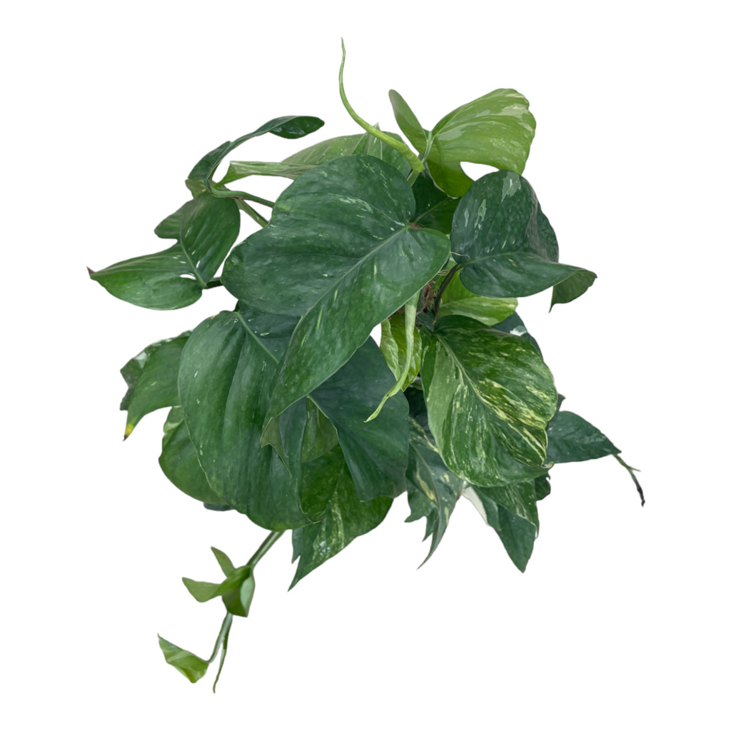 Epipremnum pinnatum ‘Albo-Variegata’, Money Plant (0.6m)