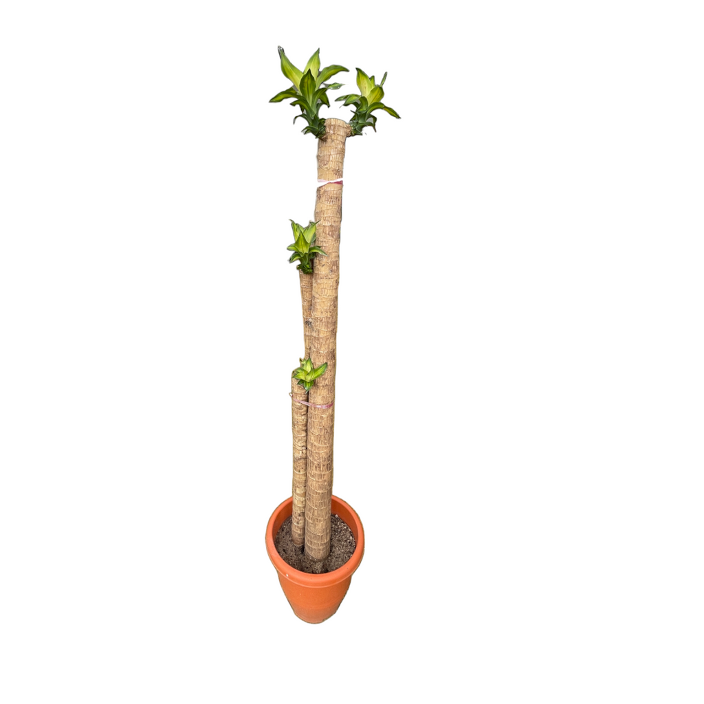 Dracaena fragrans, Multi-stem, Corn Plant (1.3m)