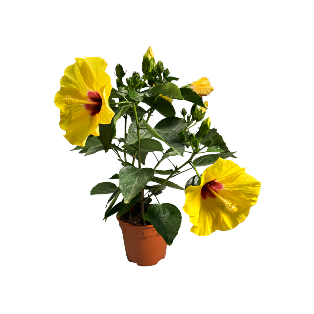 Hibiscus rosa-sinensis, Assorted colours (0.45m)