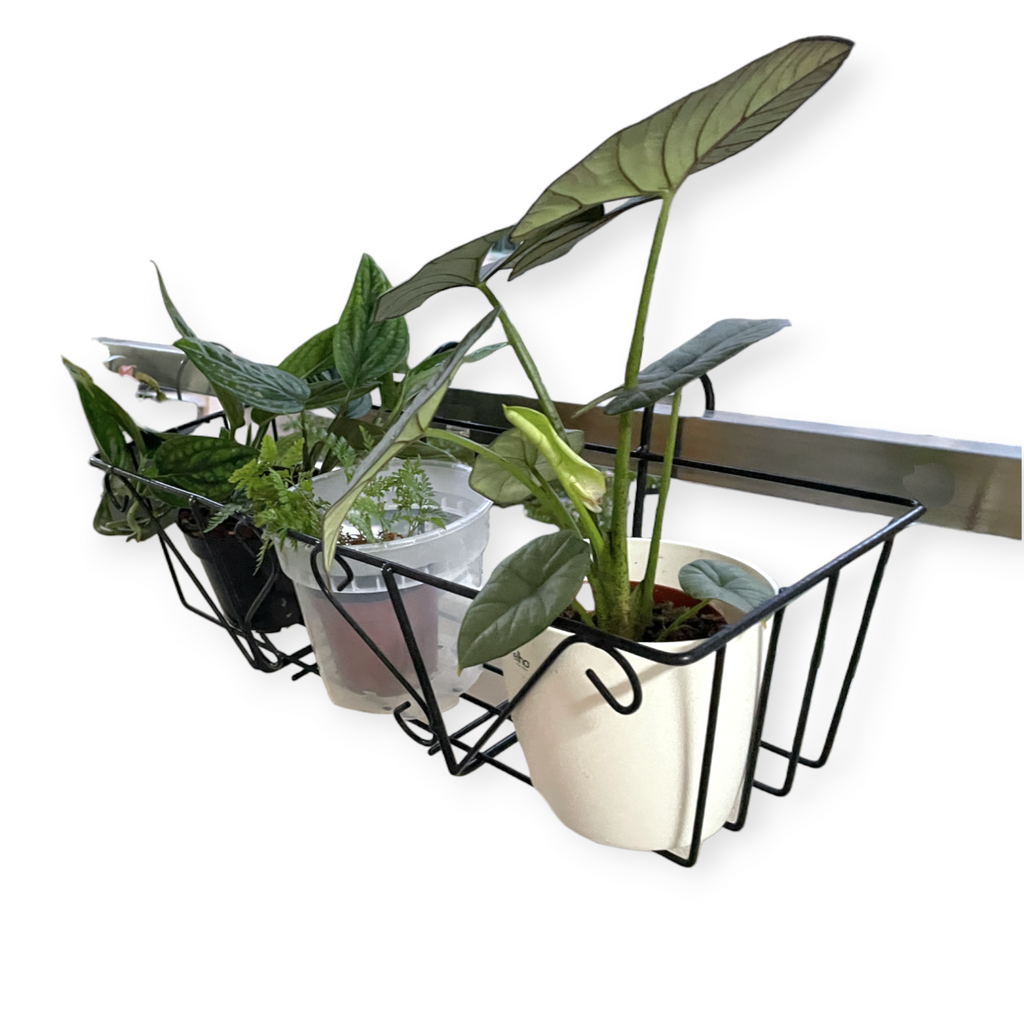 three potted plants on a plant hanger over railing