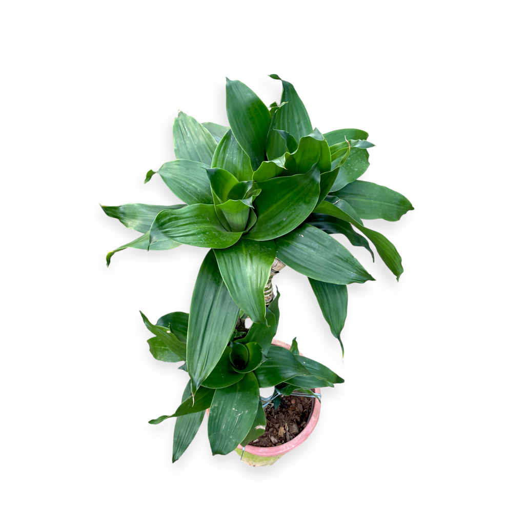 Dracaena compacta, Lotus Bamboo Bonsai 荷花竹 (0.95m)