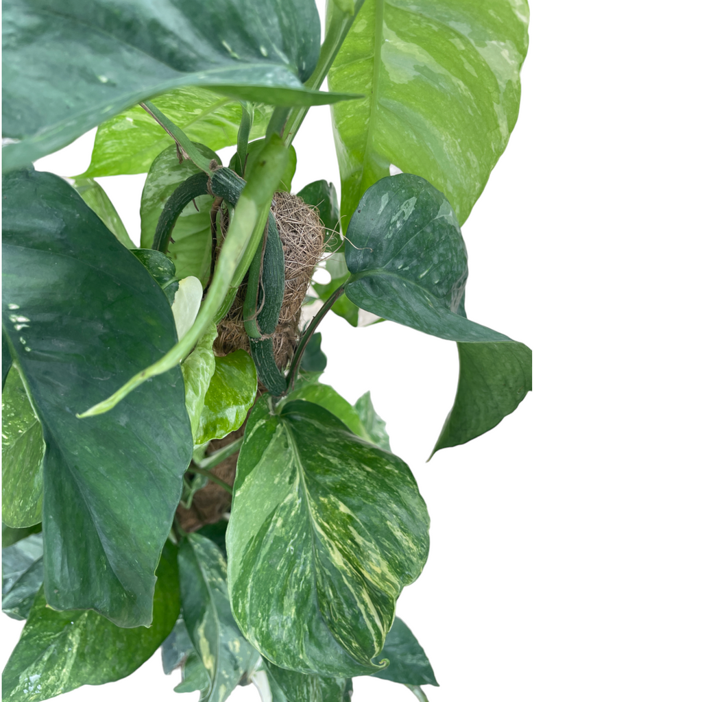 Epipremnum pinnatum ‘Albo-Variegata’, Money Plant (0.6m)