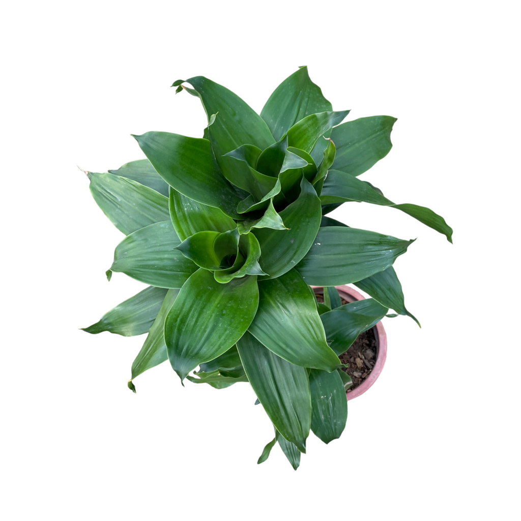 Dracaena compacta, Lotus Bamboo Bonsai 荷花竹 (0.95m)
