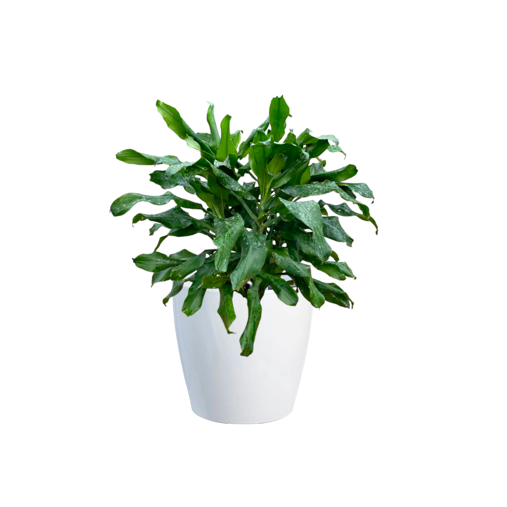 Dracaena warneckii in White Dumpy Round Series 37cm (0.8m)