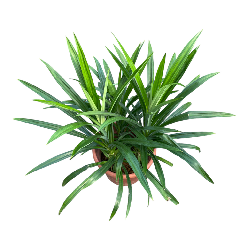 Pandanus amaryllifolius Roxb., Fragrant Pandan, Pandan plant (0.7m)