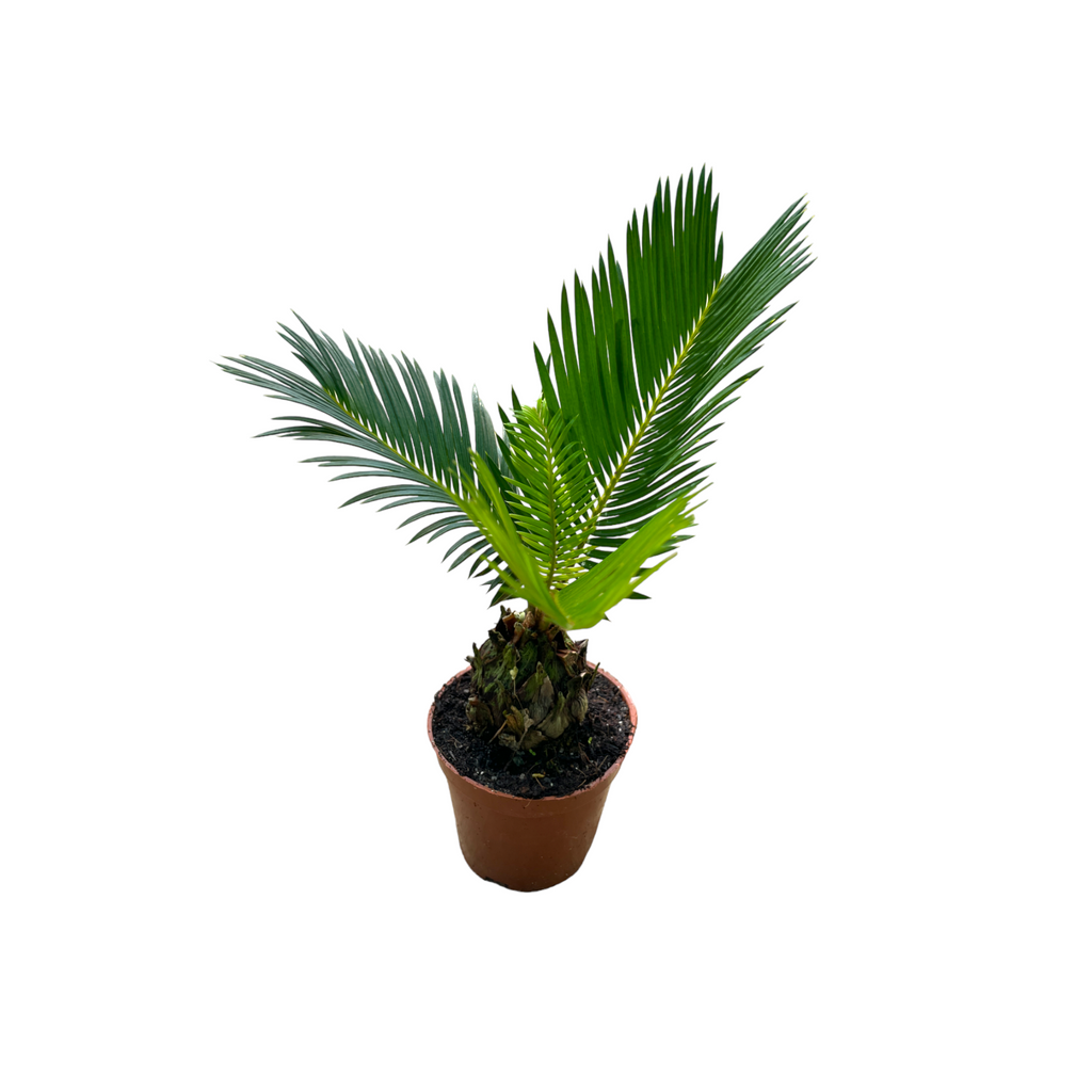 Cycas revoluta, Sago Palm (Mini) (0.25m)