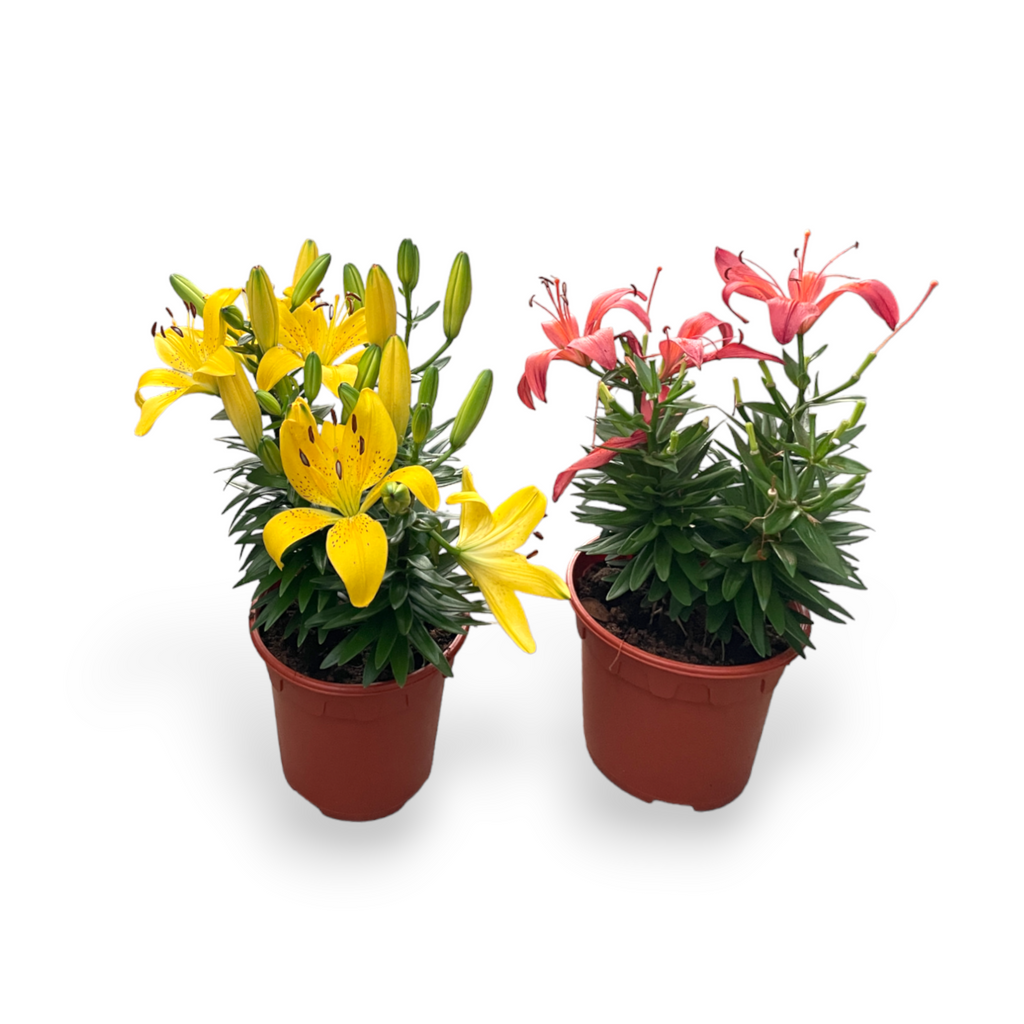 Lilium Bulbs, Asiatic Lily, Assorted Colours (0.45m)