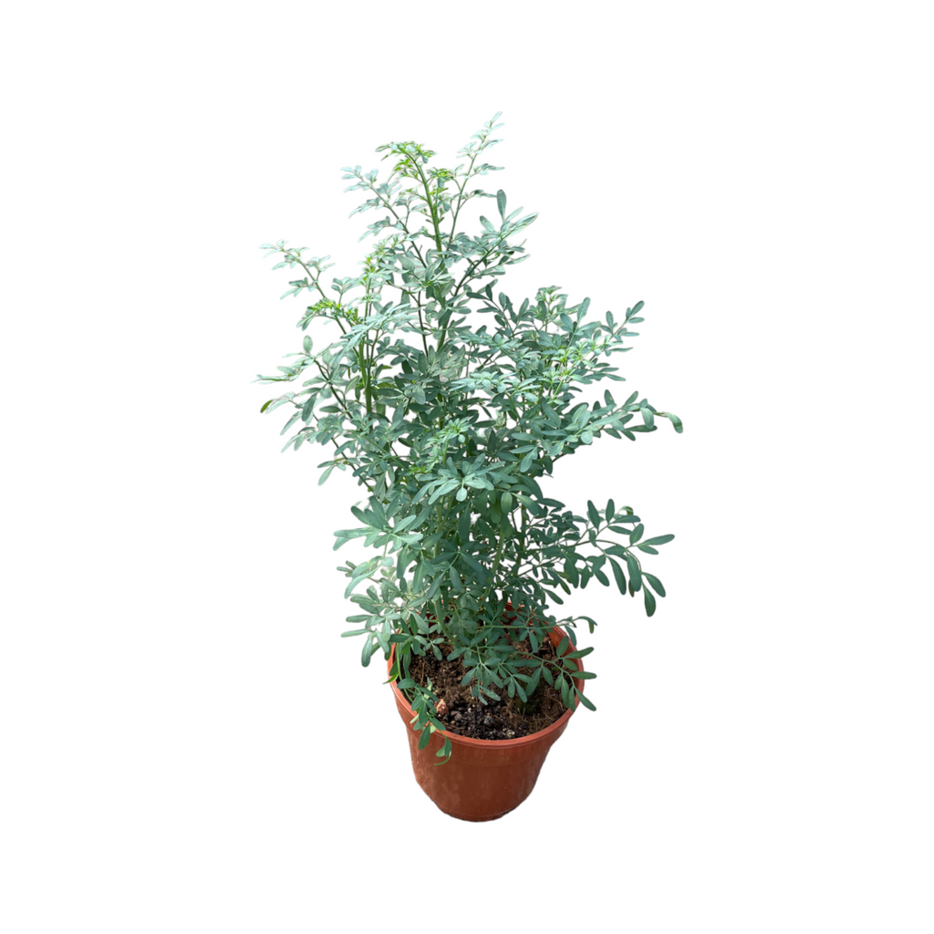 Ruta graveolens, Rue or Herb of Grace (0.3m)