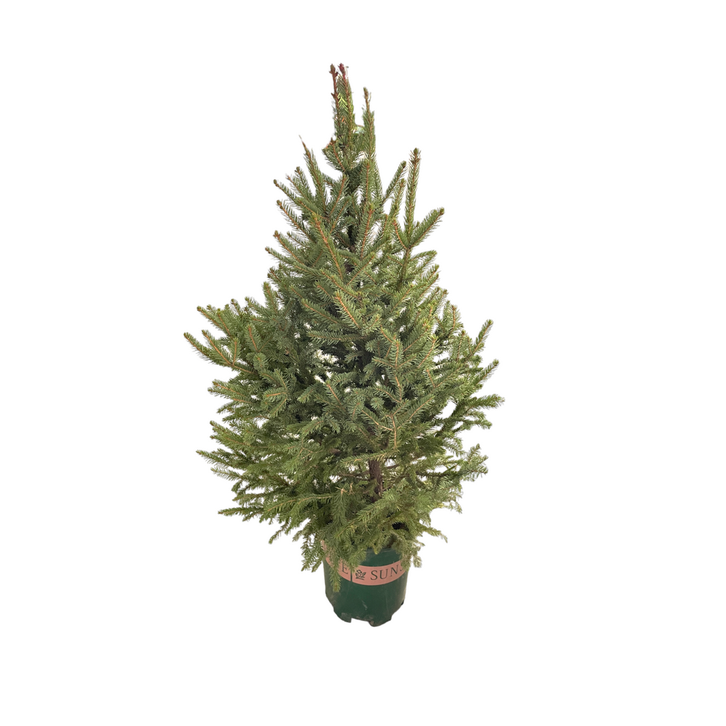 Picea wilsonii, Wilson's spruce, Live Potted Christmas Tree (2.5m)
