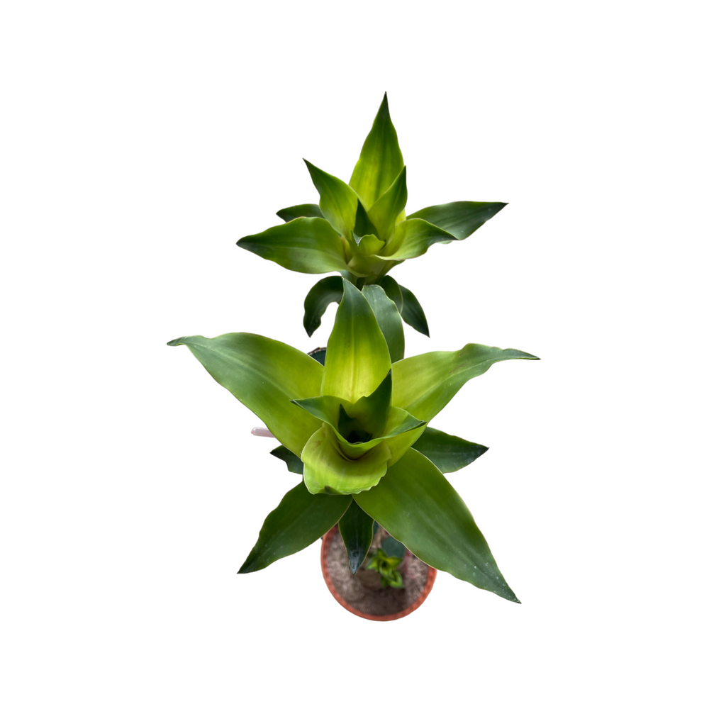 Dracaena fragrans, Multi-stem, Corn Plant (1m)