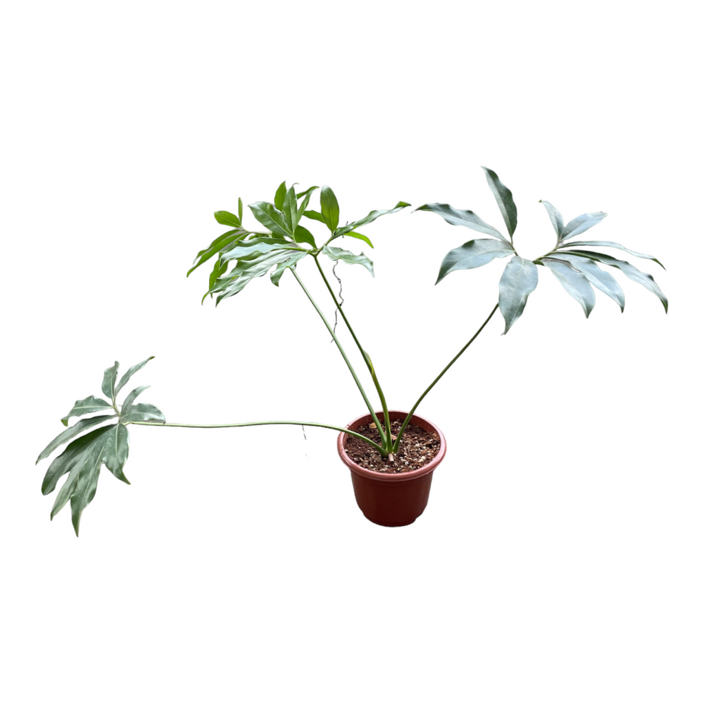 Philodendron Goeldii, Fun Bun (0.65m)