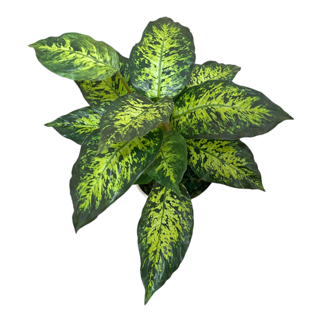 Artificial Dieffenbachia Sublime in Pot (0.4m)
