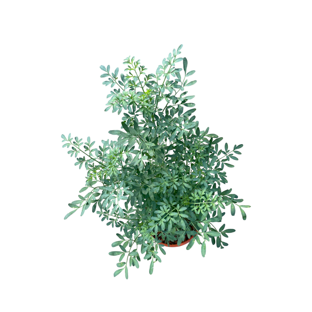 Ruta graveolens, Rue or Herb of Grace (0.3m)