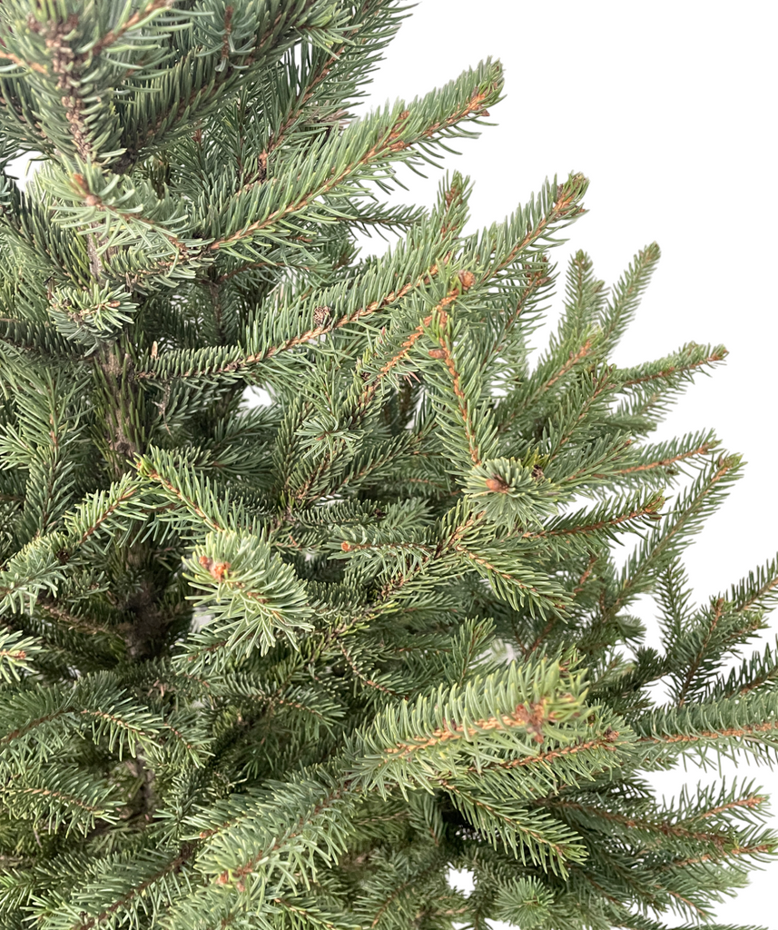 Picea wilsonii, Wilson's spruce, Live Potted Christmas Tree (1.5m)