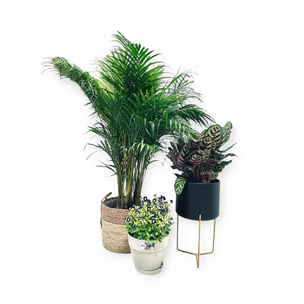 Belen Planter