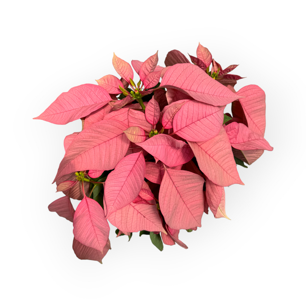 Euphorbia pulcherrima 'Santa Claus Pink', Poinsettia Santa Claus Pink (0.3m)