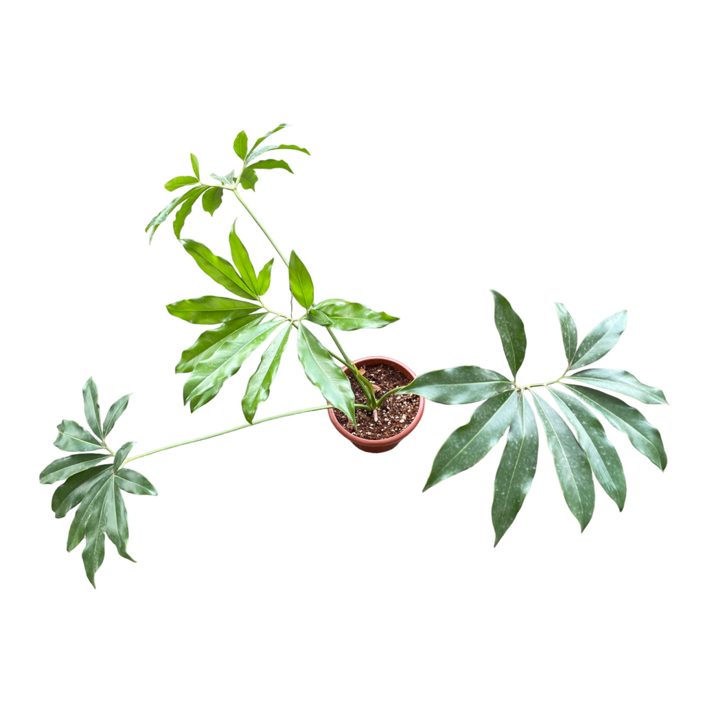 Philodendron Goeldii, Fun Bun (0.65m)
