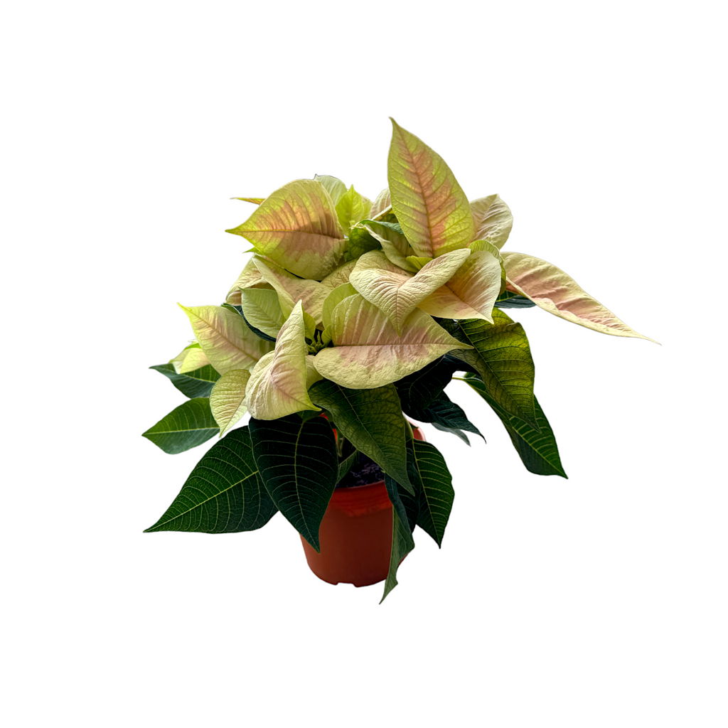Euphorbia pulcherrima 'Mars Marble', Poinsettia 'Mars Marble' (0.3m)