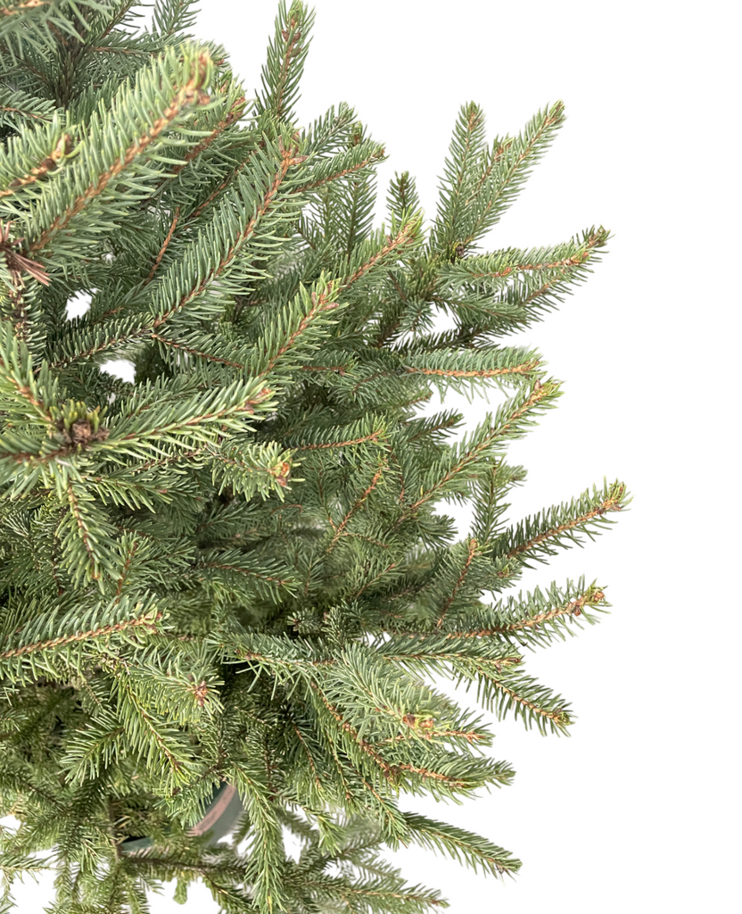 Picea wilsonii, Wilson's spruce, Live Potted Christmas Tree (1.5m)
