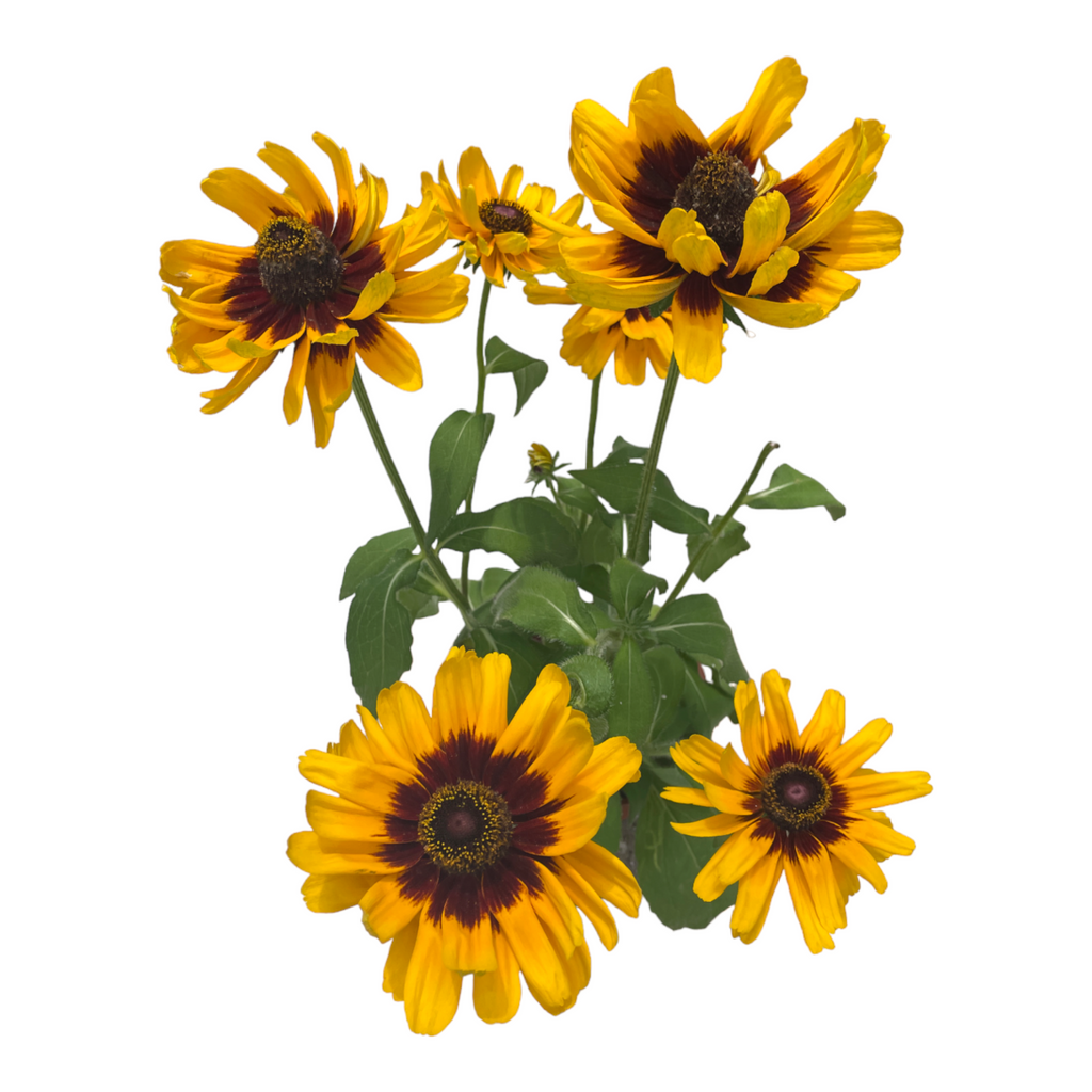 Ratibida pinnata, Yellow Cone Flower (0.6m)