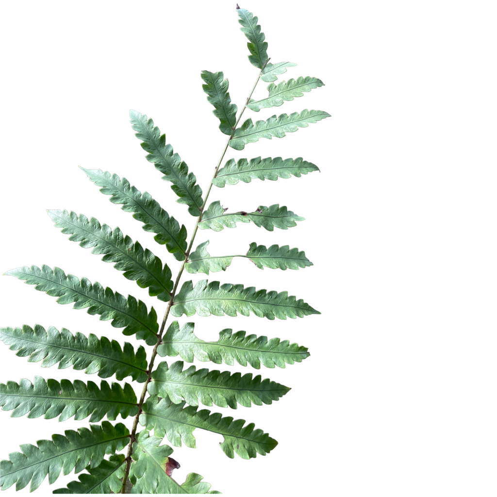 Pteridium aquilinum, Eagle Fern (0.55m)