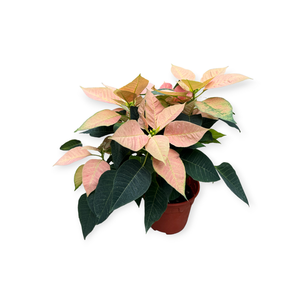 Euphorbia pulcherrima Viking Cinnamon, Poinsettia Viking Cinnamon (0.30m)