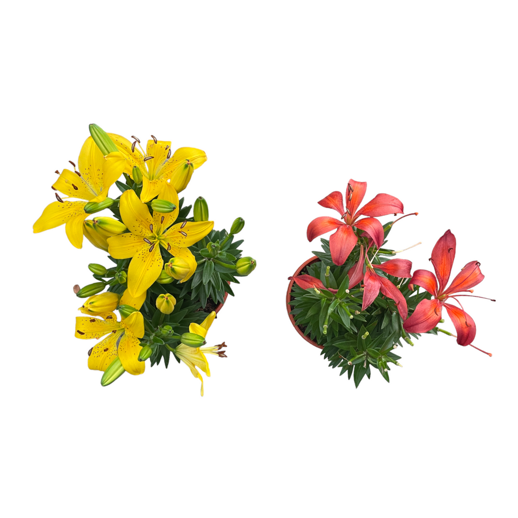 Lilium Bulbs, Asiatic Lily, Assorted Colours (0.45m)