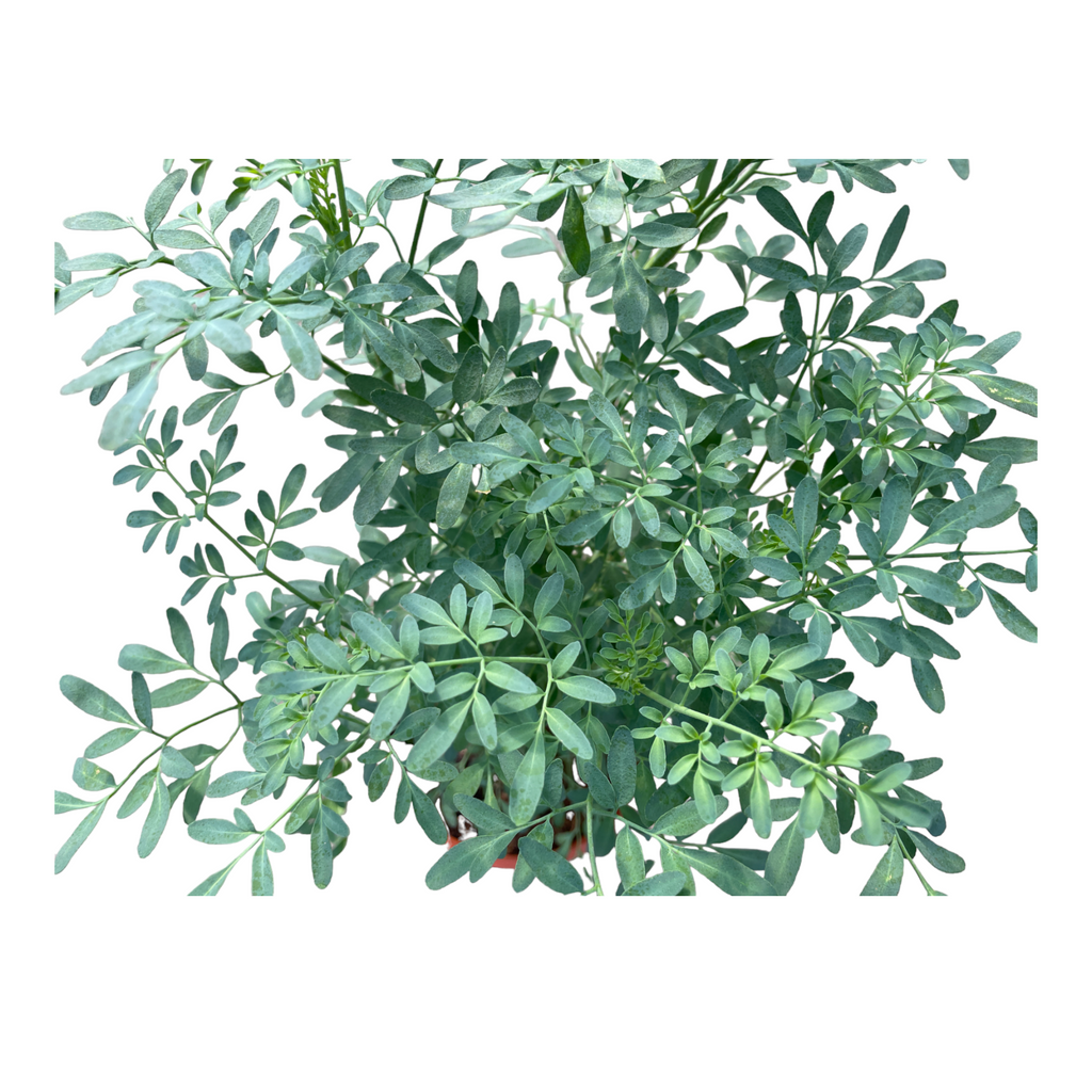 Ruta graveolens, Rue or Herb of Grace (0.3m)