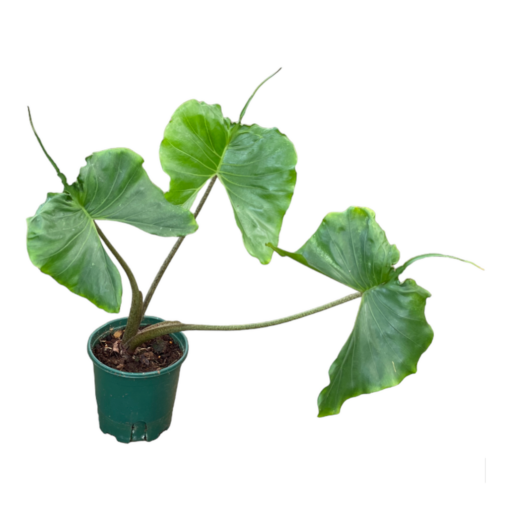 Alocasia macrorrhizos 'Stingray', Elephant Ear (0.7m)