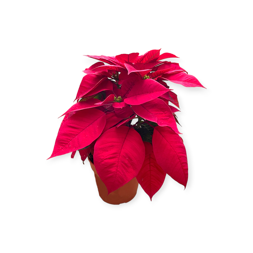 Poinsettia Red in White Brussels Oval 36cm (0.3m)