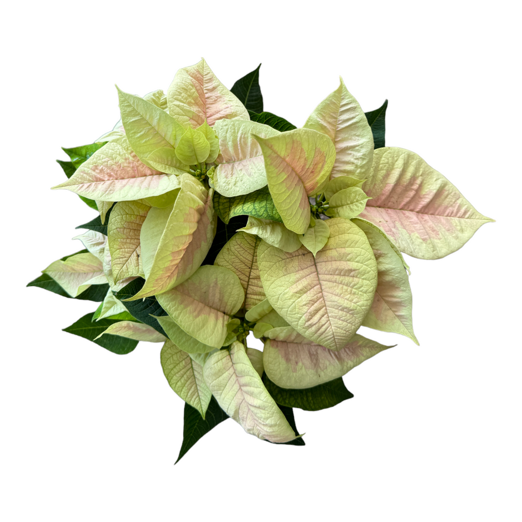 Euphorbia pulcherrima 'Mars Marble', Poinsettia 'Mars Marble' (0.3m)