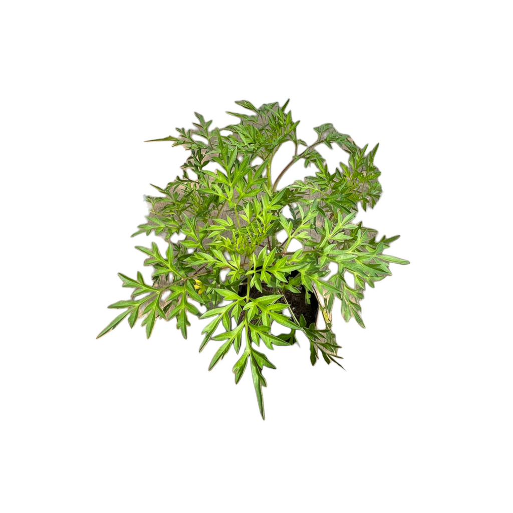 Cosmos caudatus, Ulam Raja in bag (0.25m)