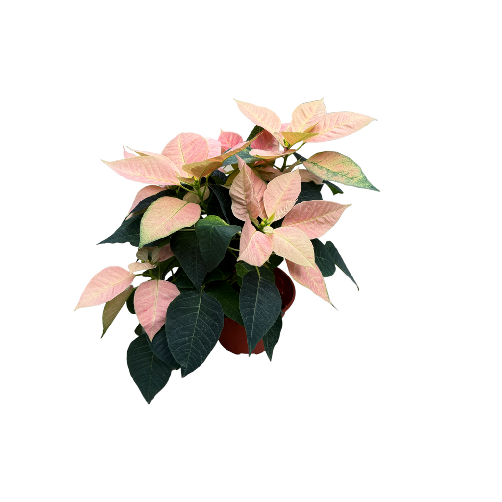 Euphorbia pulcherrima Viking Cinnamon, Poinsettia Viking Cinnamon (0.30m)