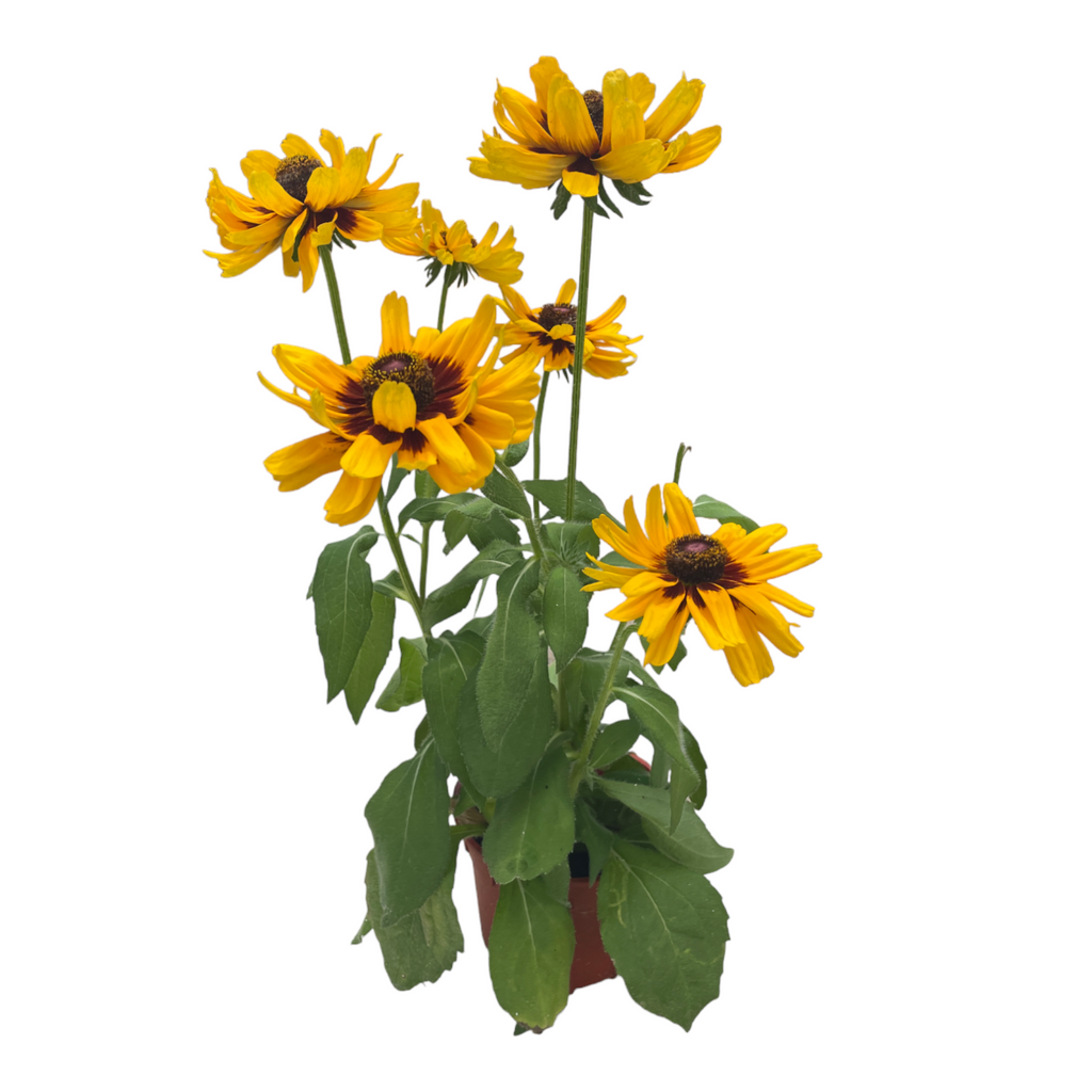 Ratibida pinnata, Yellow Cone Flower (0.6m)