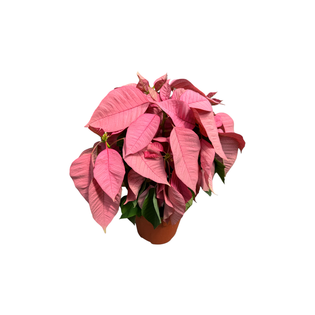 Euphorbia pulcherrima 'Santa Claus Pink', Poinsettia Santa Claus Pink (0.3m)
