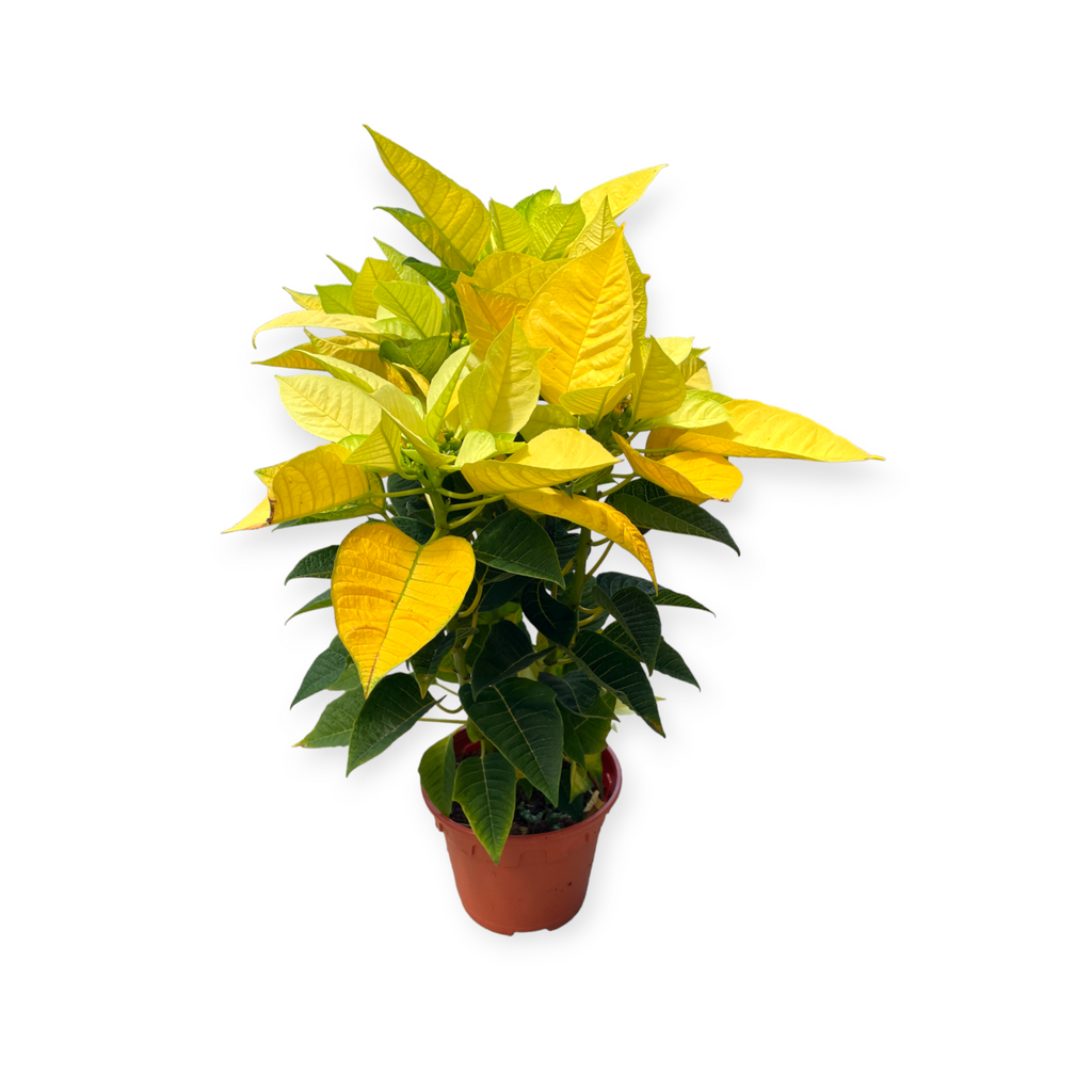 Euphorbia pulcherrima 'Yellow', Cameron.H Yellow Poinsettia (0.30m)