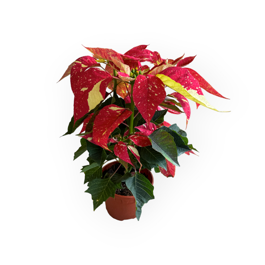 Poinsettia Jingle Bell (0.40m)