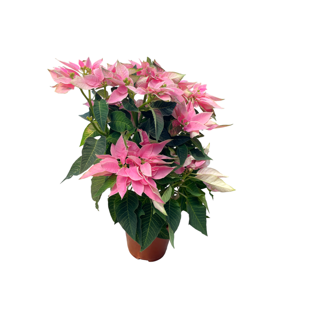 Euphorbia pulcherrima 'Pink', Cameron.H Pink Poinsettia (0.30m)