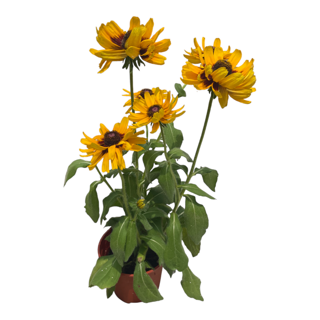 Ratibida pinnata, Yellow Cone Flower (0.6m)