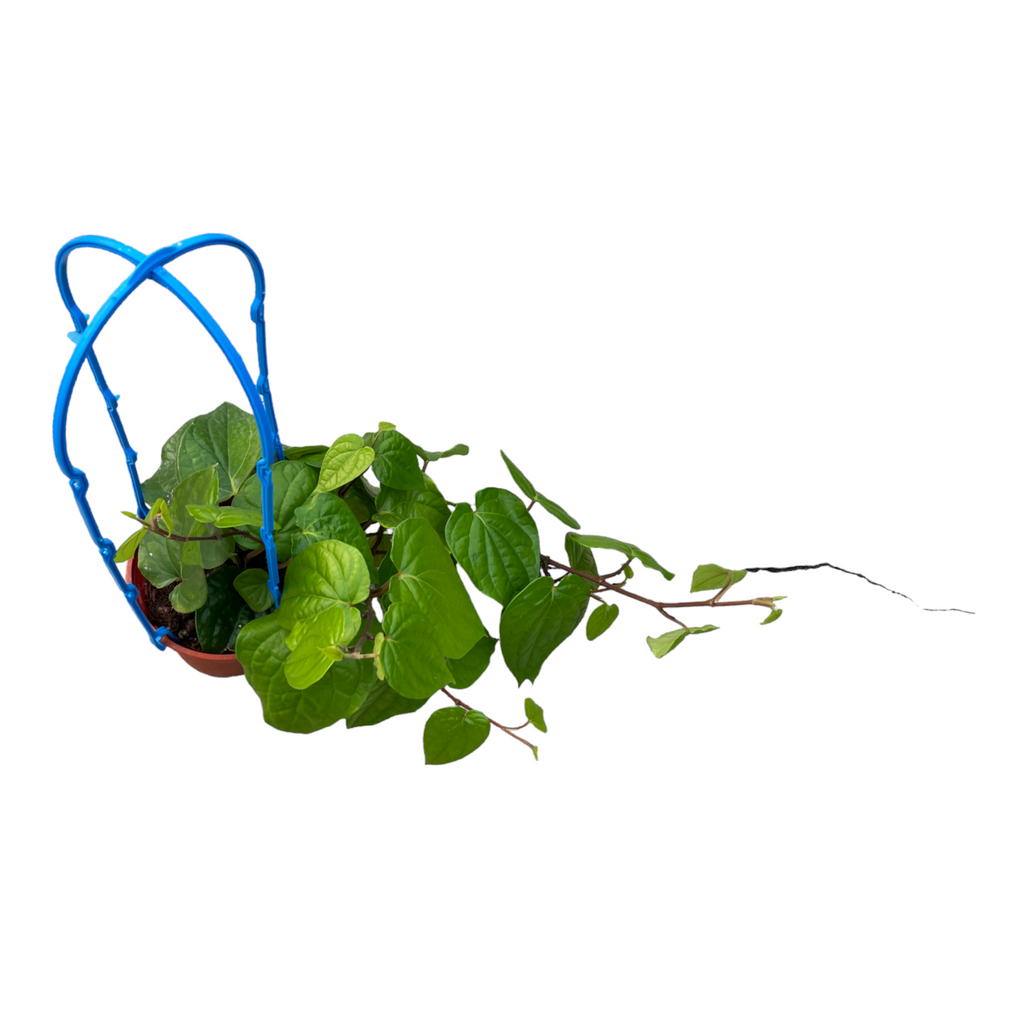 Piper betle, Betel Vine, Betel Pepper in Hanging Pot (0.4m)