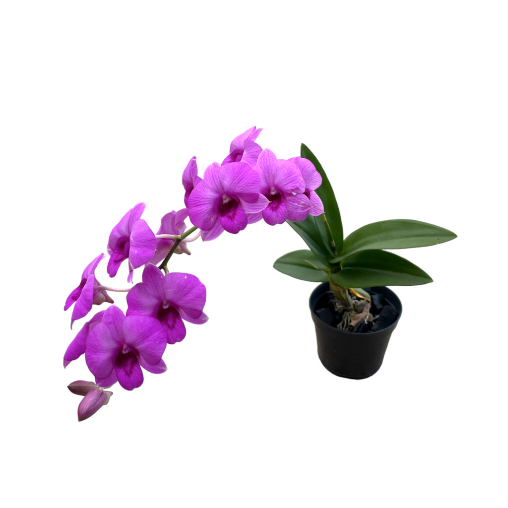 Dendrobium sp. Dwarf, Purple, Mini Orchid (0.35m)